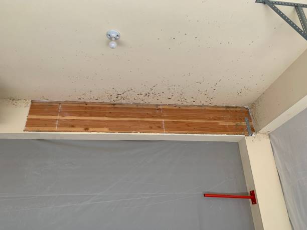 Mold Remediation for Rental Properties in Darmstadt, IN